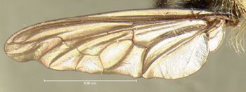 Media type: image;   Entomology 17016 Aspect: wing